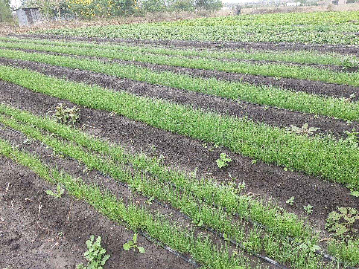Onion seedling rows