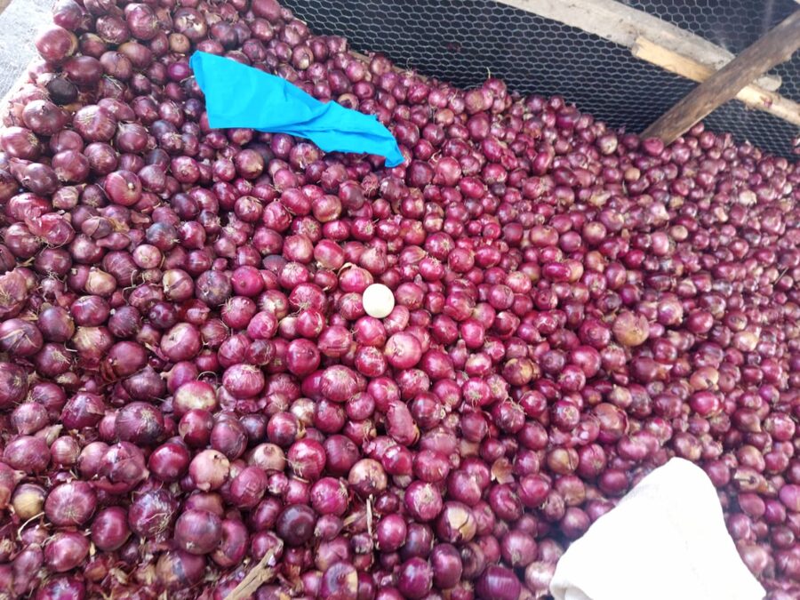 Harvested red onions